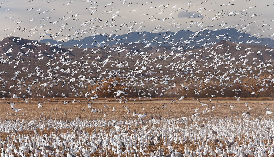 A flock of snow geese in flight. Bosque Del Apache, Socorro, New Mexico, USA, Chen caerulescens, natural history stock photograph, photo id 26240