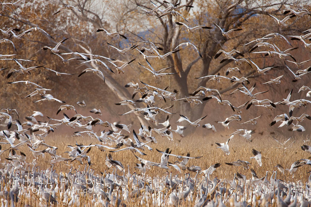 A flock of snow geese in flight. Bosque Del Apache, Socorro, New Mexico, USA, Chen caerulescens, natural history stock photograph, photo id 26251