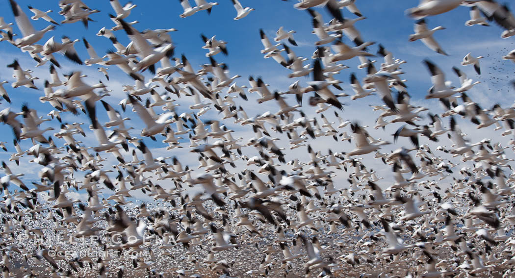 A flock of snow geese in flight. Bosque Del Apache, Socorro, New Mexico, USA, Chen caerulescens, natural history stock photograph, photo id 26253