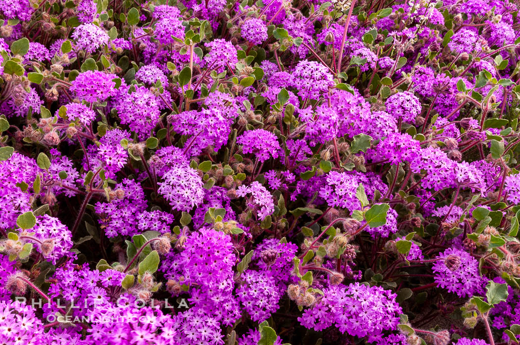 Sand verbena carpets sand dunes and washes in Anza Borrego Desert State Park.  Sand verbena blooms throughout the Colorado Desert following rainy winters. Anza-Borrego Desert State Park, Borrego Springs, California, USA, Abronia villosa, natural history stock photograph, photo id 10492