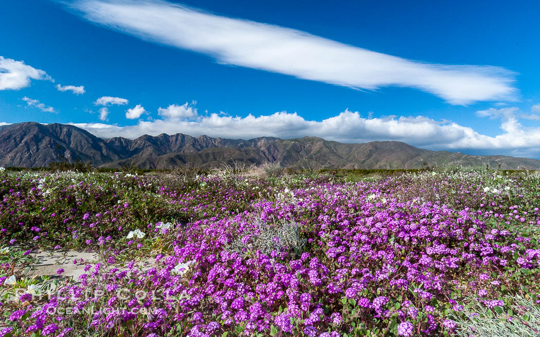 Sand verbena carpets sand dunes and washes in Anza Borrego Desert State Park.  Sand verbena blooms throughout the Colorado Desert following rainy winters. Anza-Borrego Desert State Park, Borrego Springs, California, USA, Abronia villosa, natural history stock photograph, photo id 10495