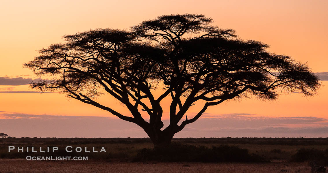Acacia Tree at Sunrise, Amboseli National Park. Kenya, natural history stock photograph, photo id 39552