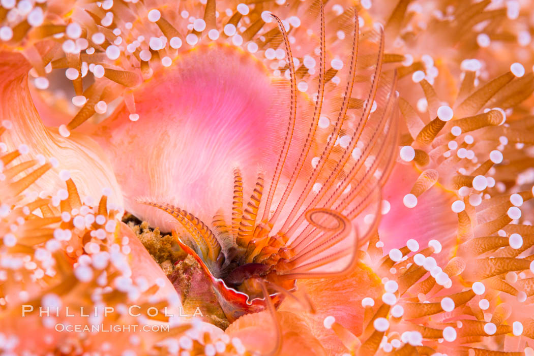 Acorn Barnacle extends to feed in ocean current, amid colony of Corynactis anemones. San Diego, California, USA, Corynactis californica, Megabalanus californicus, natural history stock photograph, photo id 33455