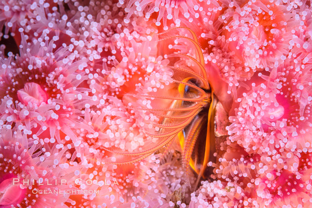 Acorn Barnacle extends to feed in ocean current, amid colony of Corynactis anemones. San Diego, California, USA, Corynactis californica, Megabalanus californicus, natural history stock photograph, photo id 33473