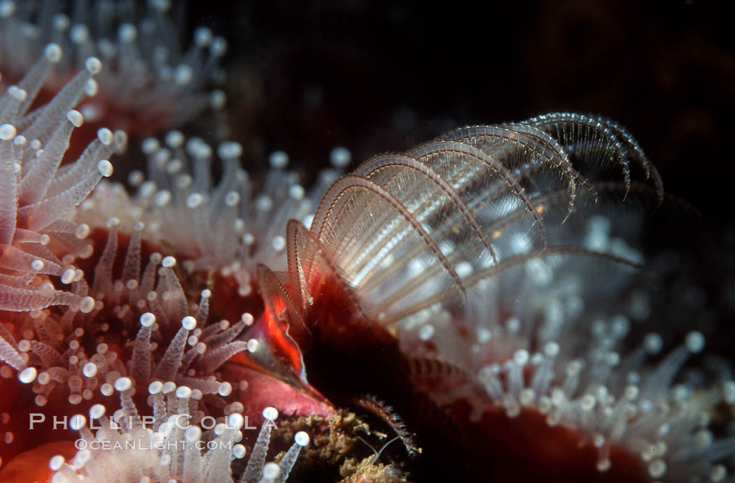 Acorn barnacle feeding amidst strawberry anemones, Monterey Peninsula. California, USA, Corynactis californica, Megabalanus californicus, natural history stock photograph, photo id 07018