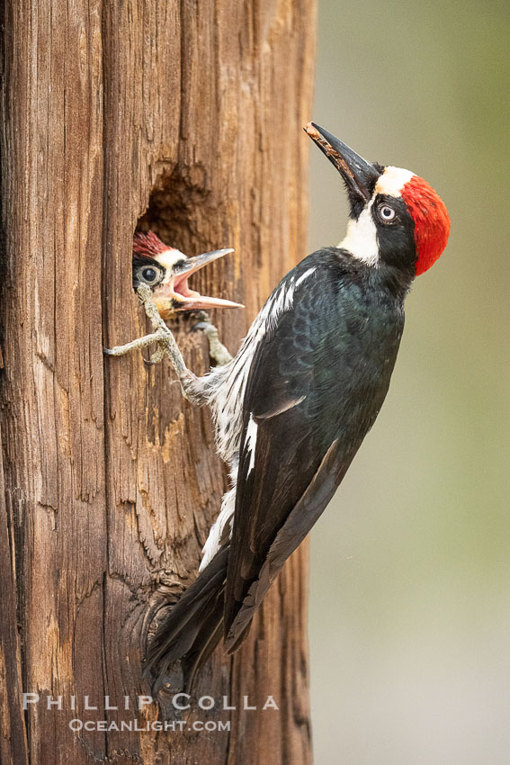 Acorn Woodpecker Adult and Chick at the Nest, Lake Hodges. San Diego, California, USA, natural history stock photograph, photo id 39398