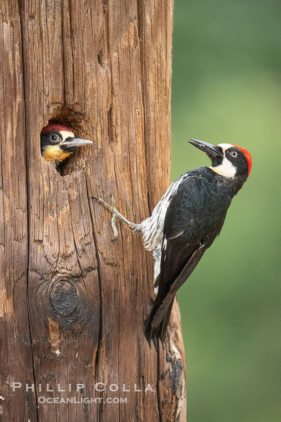 Acorn Woodpecker Adult and Chick at the Nest, Lake Hodges. San Diego, California, USA, natural history stock photograph, photo id 39402