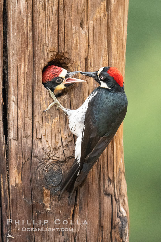 Acorn Woodpecker Adult Feeding Chick at the Nest, Lake Hodges. San Diego, California, USA, natural history stock photograph, photo id 39401