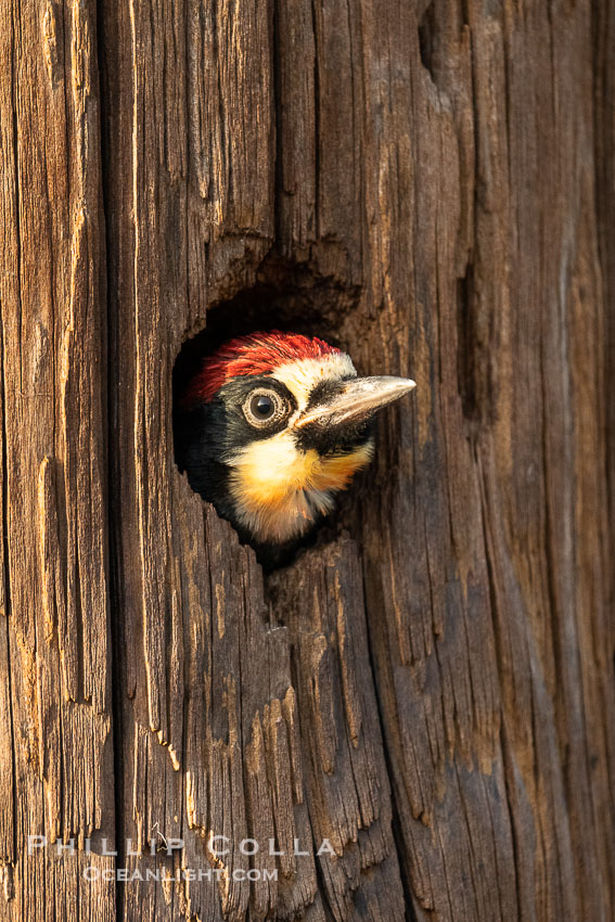 Acorn Woodpecker chick peeks out of its nest hole, Lake Hodges. San Diego, California, USA, natural history stock photograph, photo id 39400