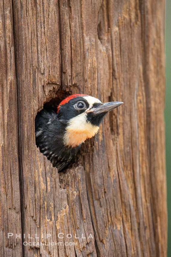 Acorn Woodpecker Chick Peeks out of Nest Hole. Lake Hodges, San Diego, California, USA, natural history stock photograph, photo id 39412