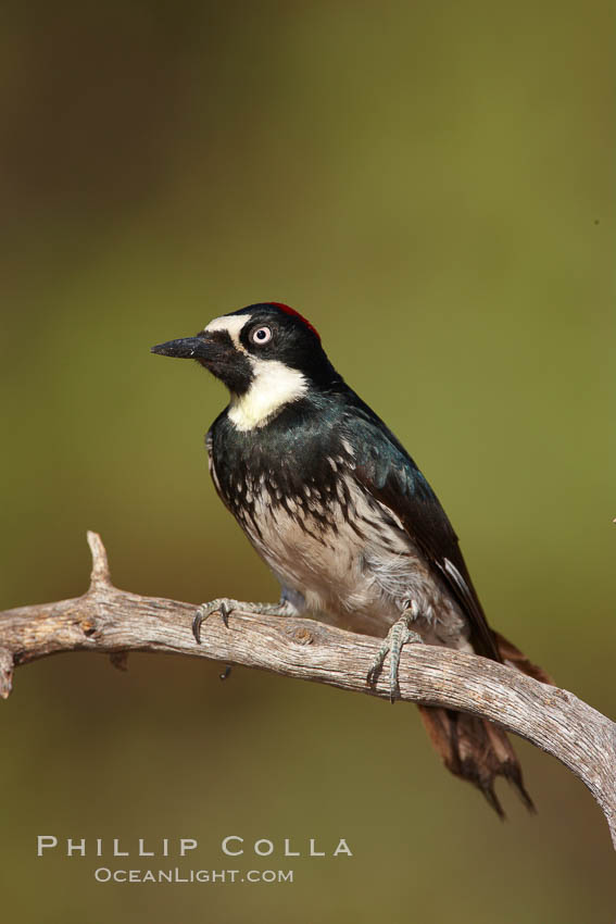 Acorn woodpecker, female. Madera Canyon Recreation Area, Green Valley, Arizona, USA, Melanerpes formicivorus, natural history stock photograph, photo id 23090