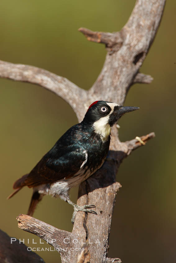 Acorn woodpecker, female. Madera Canyon Recreation Area, Green Valley, Arizona, USA, Melanerpes formicivorus, natural history stock photograph, photo id 23023