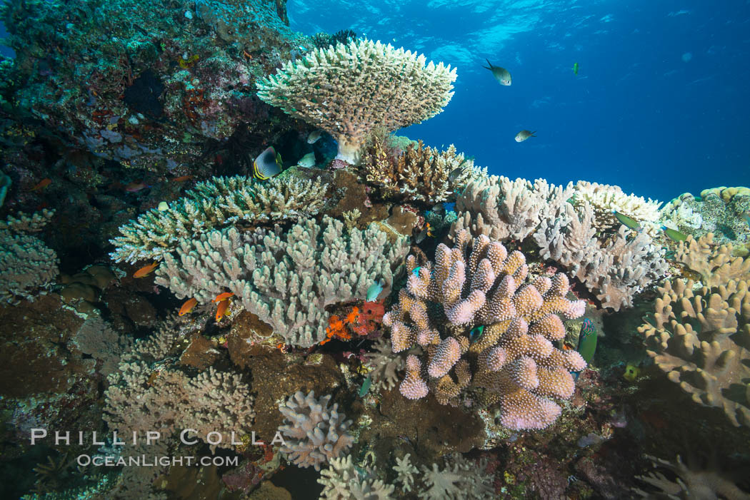 Acropora and other Stony Corals on Tropical South Pacific Reef, Fiji. Vatu I Ra Passage, Bligh Waters, Viti Levu  Island, natural history stock photograph, photo id 31482
