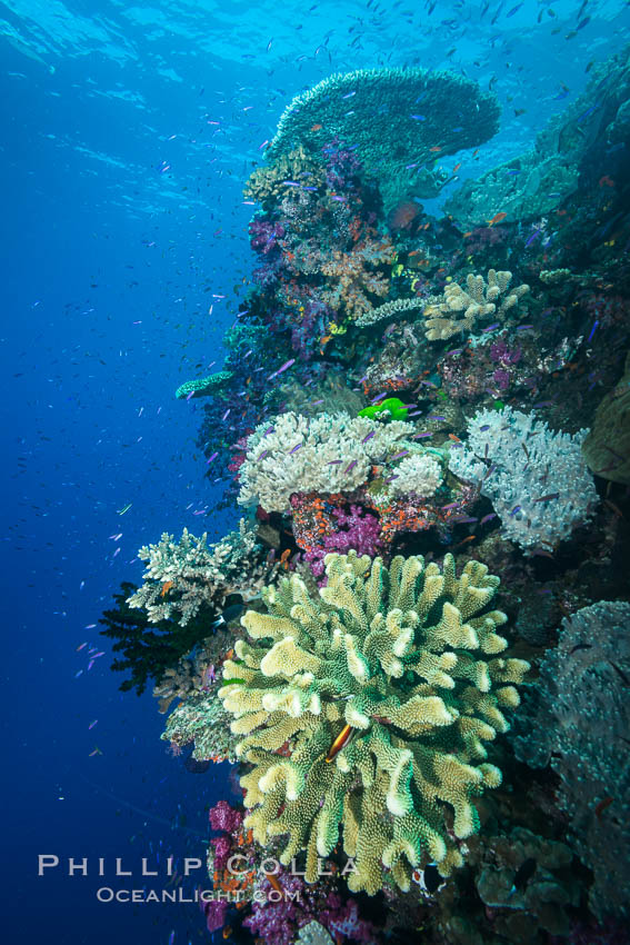 Acropora coral (foreground) on South Pacific Coral Reef, Fiji, Namena Marine Reserve, Namena Island