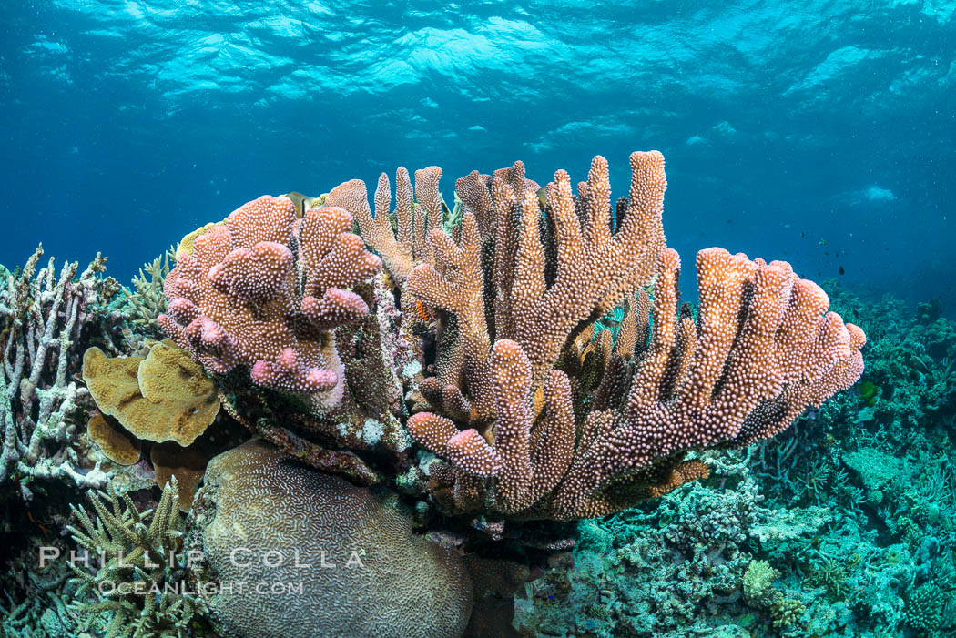 Acropora sp. hard coral on South Pacific coral reef, Fiji. Vatu I Ra Passage, Bligh Waters, Viti Levu  Island, natural history stock photograph, photo id 31644