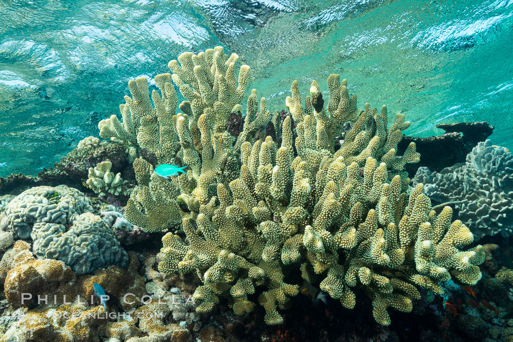 Acropora sp. hard coral on South Pacific coral reef, Fiji., natural history stock photograph, photo id 31839