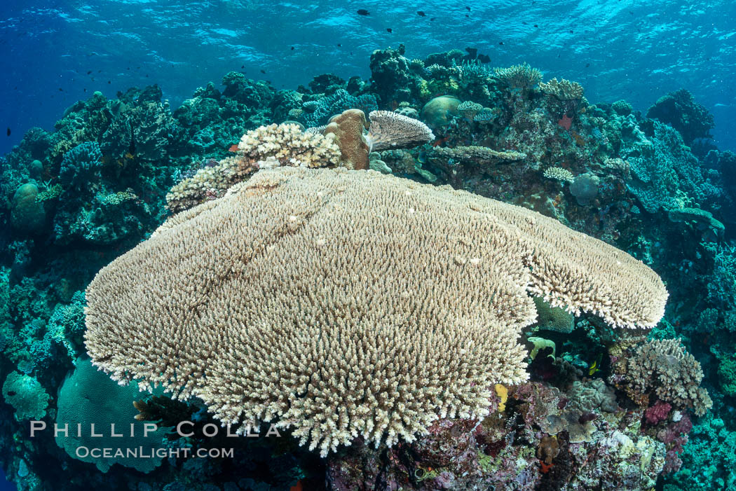 Acropora table coral on pristine tropical reef. Table coral competes for space on the coral reef by growing above and spreading over other coral species keeping them from receiving sunlight, Vatu I Ra Passage, Bligh Waters, Viti Levu  Island, Fiji