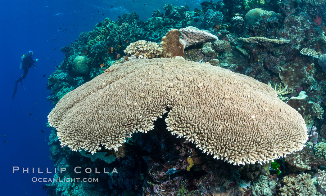 Acropora table coral on pristine tropical reef. Table coral competes for space on the coral reef by growing above and spreading over other coral species keeping them from receiving sunlight, Vatu I Ra Passage, Bligh Waters, Viti Levu  Island, Fiji
