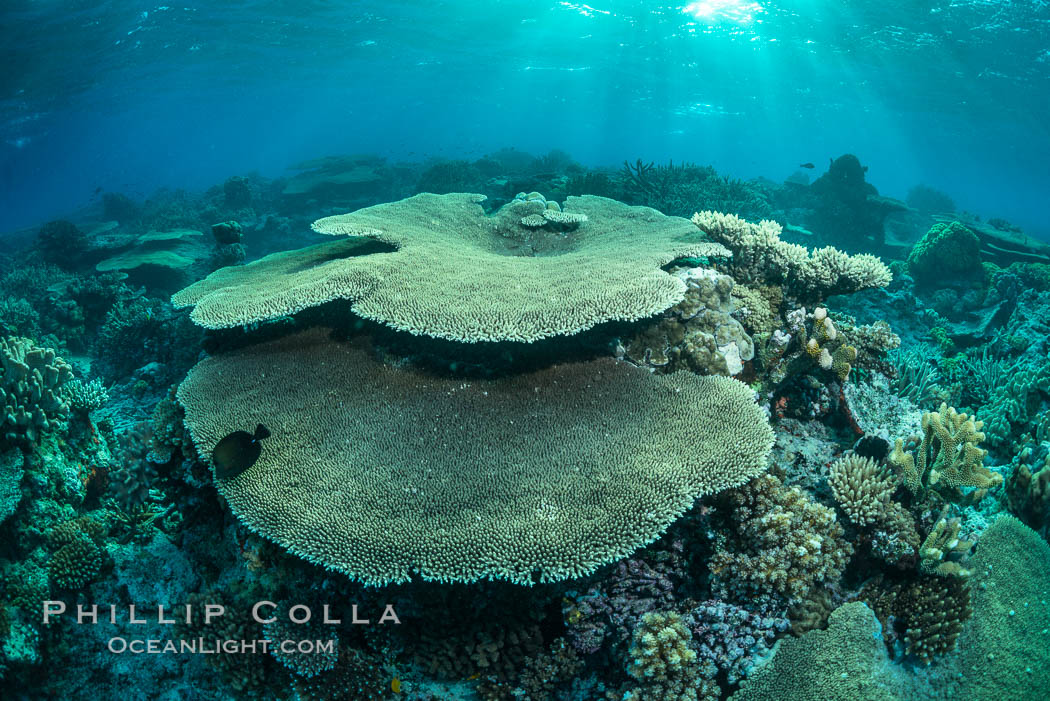 Sunset light and acropora table coral on pristine tropical reef. Table coral competes for space on the coral reef by growing above and spreading over other coral species keeping them from receiving sunlight. Wakaya Island, Lomaiviti Archipelago, Fiji, natural history stock photograph, photo id 31555