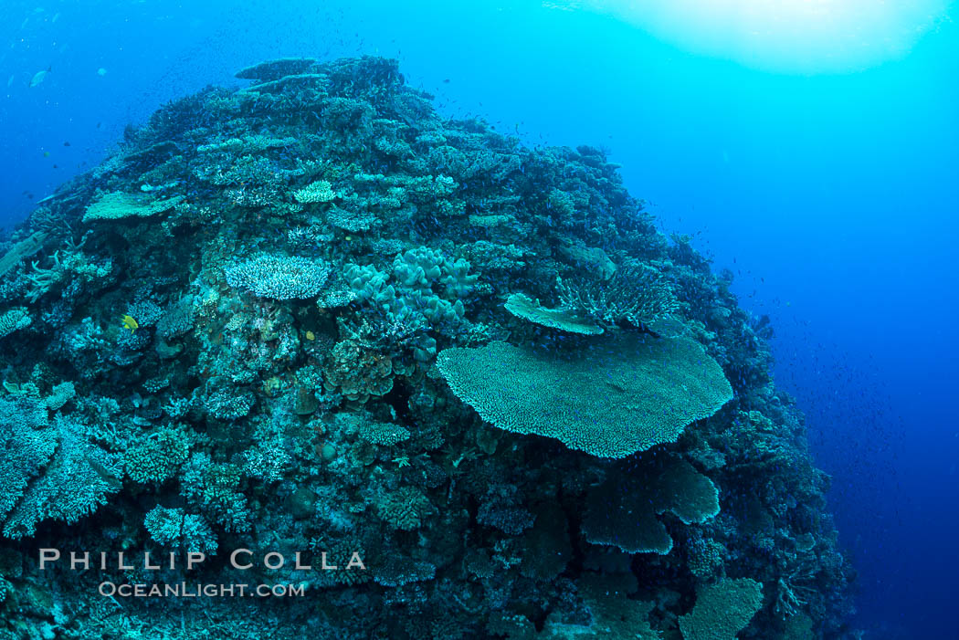 Acropora table coral on pristine tropical reef. Table coral competes for space on the coral reef by growing above and spreading over other coral species keeping them from receiving sunlight. Wakaya Island, Lomaiviti Archipelago, Fiji, natural history stock photograph, photo id 31549