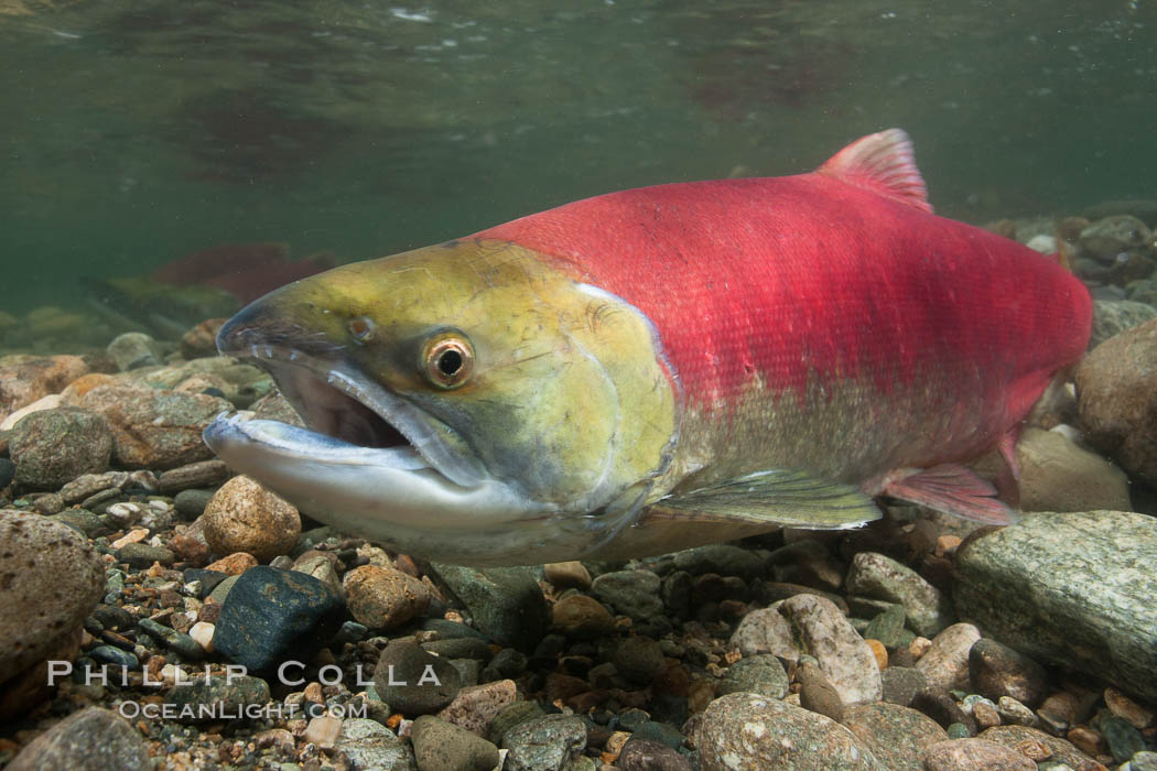 Adams River sockeye salmon.  A female sockeye salmon swims upstream in the Adams River to spawn, having traveled hundreds of miles upstream from the ocean. Roderick Haig-Brown Provincial Park, British Columbia, Canada, Oncorhynchus nerka, natural history stock photograph, photo id 26178
