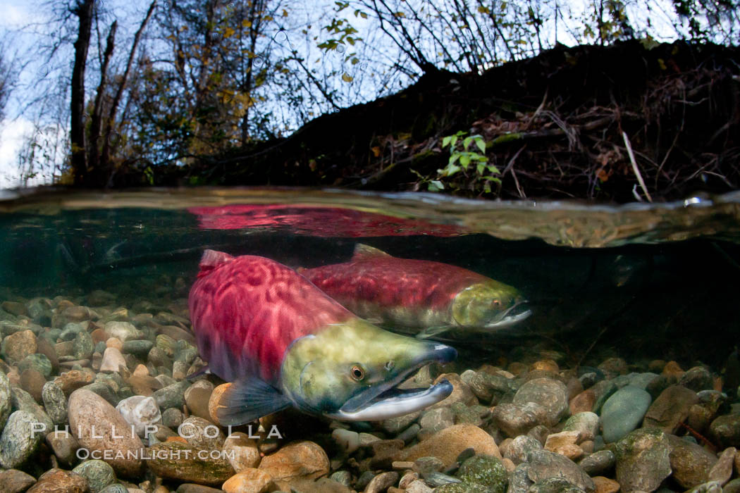 A sockeye salmon swims in the shallows of the Adams River, with the surrounding forest visible in this split-level over-under photograph. Roderick Haig-Brown Provincial Park, British Columbia, Canada, Oncorhynchus nerka, natural history stock photograph, photo id 26148