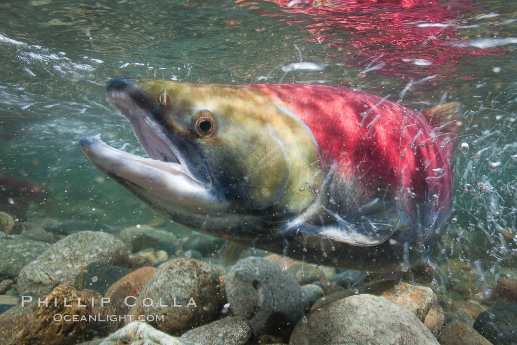 Adams River sockeye salmon.  A female sockeye salmon swims upstream in the Adams River to spawn, having traveled hundreds of miles upstream from the ocean, Oncorhynchus nerka, Roderick Haig-Brown Provincial Park, British Columbia, Canada