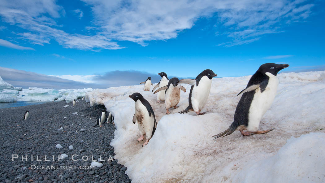 Adelie penguins navigate a steep dropoff, to get from their nests down to a rocky beach, in order to go to sea to forage for food, Pygoscelis adeliae, Paulet Island