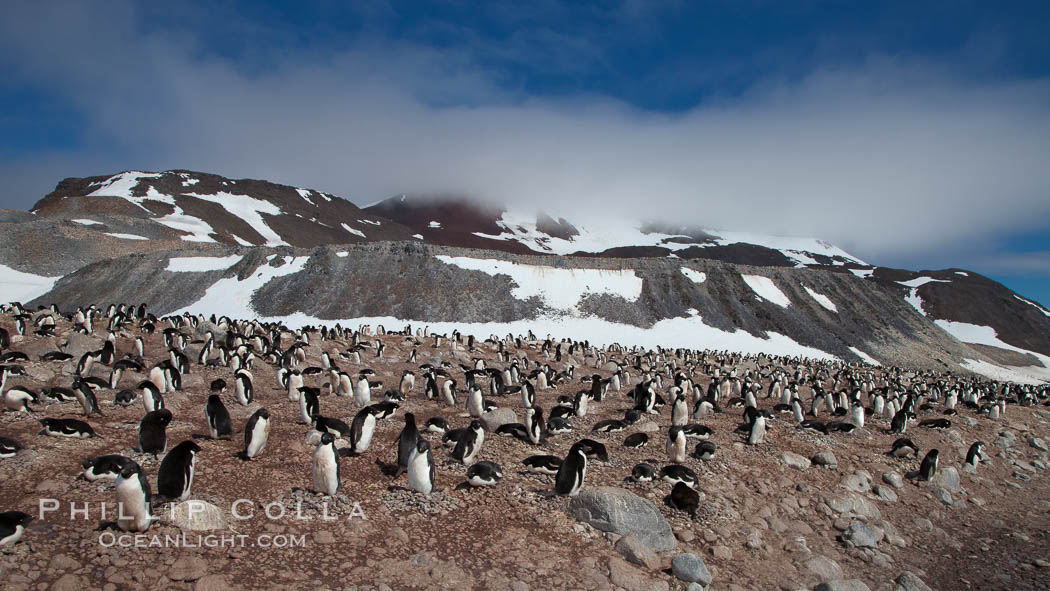 Adelie penguins, nesting, part of the enormous colony on Paulet Island, with the tall ramparts of the island and clouds seen in the background.  Adelie penguins nest on open ground and assemble nests made of hundreds of small stones. Antarctic Peninsula, Antarctica, Pygoscelis adeliae, natural history stock photograph, photo id 25024