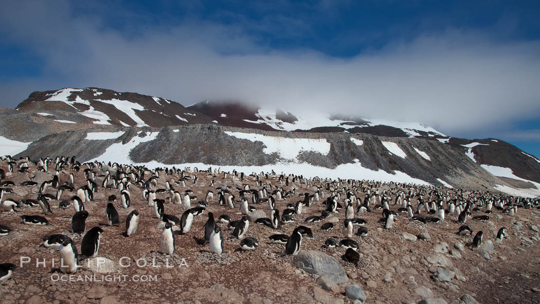 Adelie penguins, nesting, part of the enormous colony on Paulet Island, with the tall ramparts of the island and clouds seen in the background.  Adelie penguins nest on open ground and assemble nests made of hundreds of small stones, Pygoscelis adeliae