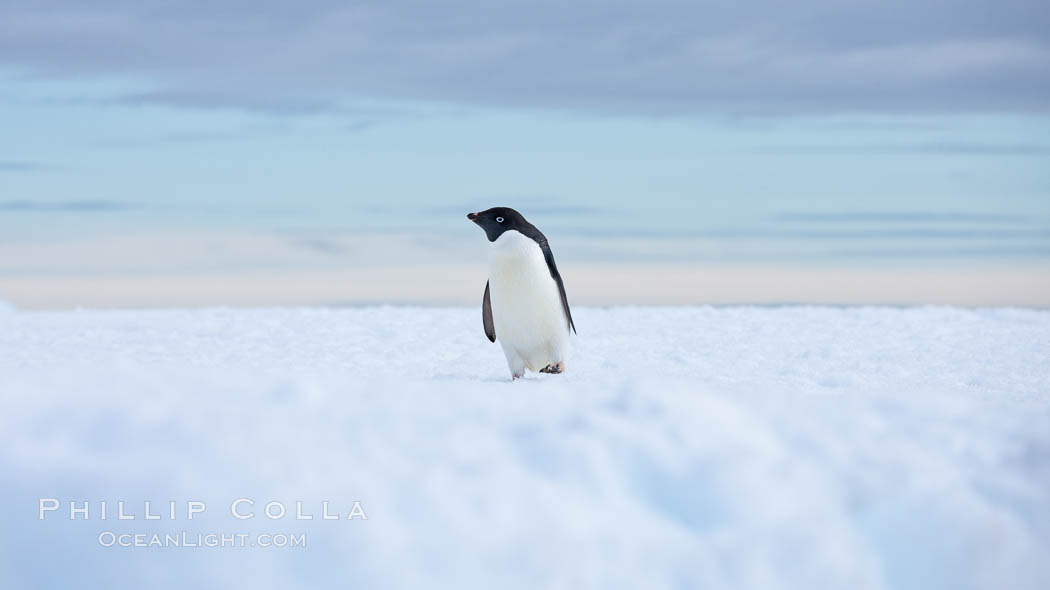 Adelie penguin, standing all alone on a big iceberg. Paulet Island, Antarctic Peninsula, Antarctica, Pygoscelis adeliae, natural history stock photograph, photo id 25056