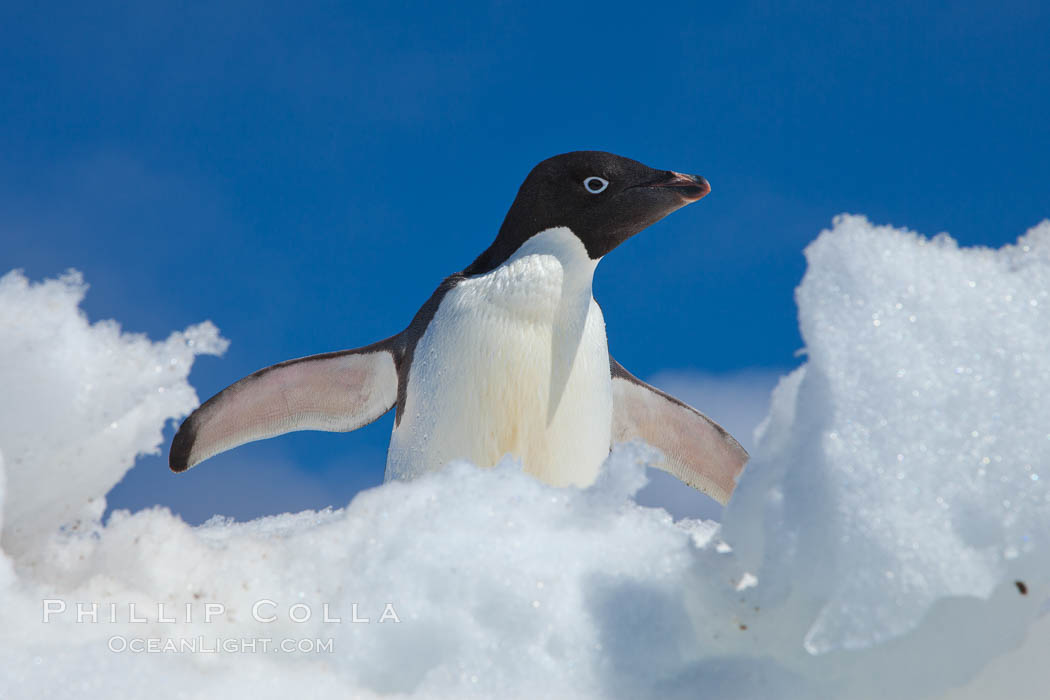 Adelie penguin looks through a gap on an iceberg. Paulet Island, Antarctic Peninsula, Antarctica, Pygoscelis adeliae, natural history stock photograph, photo id 25064