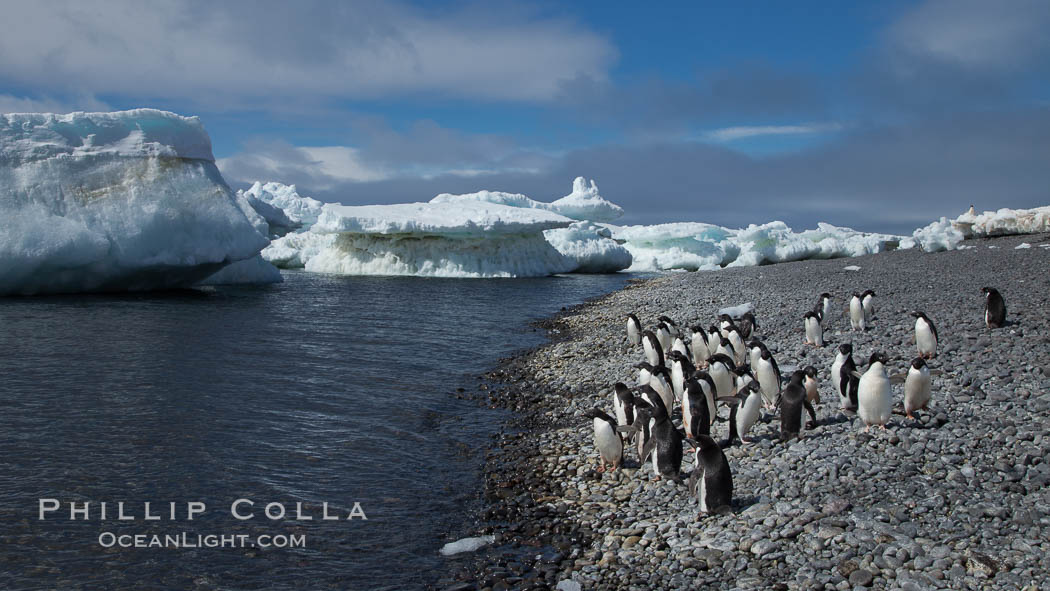 Adelie penguins walk along the edge of the sea, before leaving en masse to forage for food. Paulet Island, Antarctic Peninsula, Antarctica, Pygoscelis adeliae, natural history stock photograph, photo id 25067