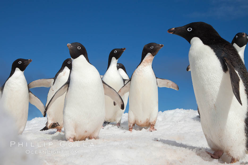 A group of Adelie penguins, on packed snow, Pygoscelis adeliae, Paulet Island