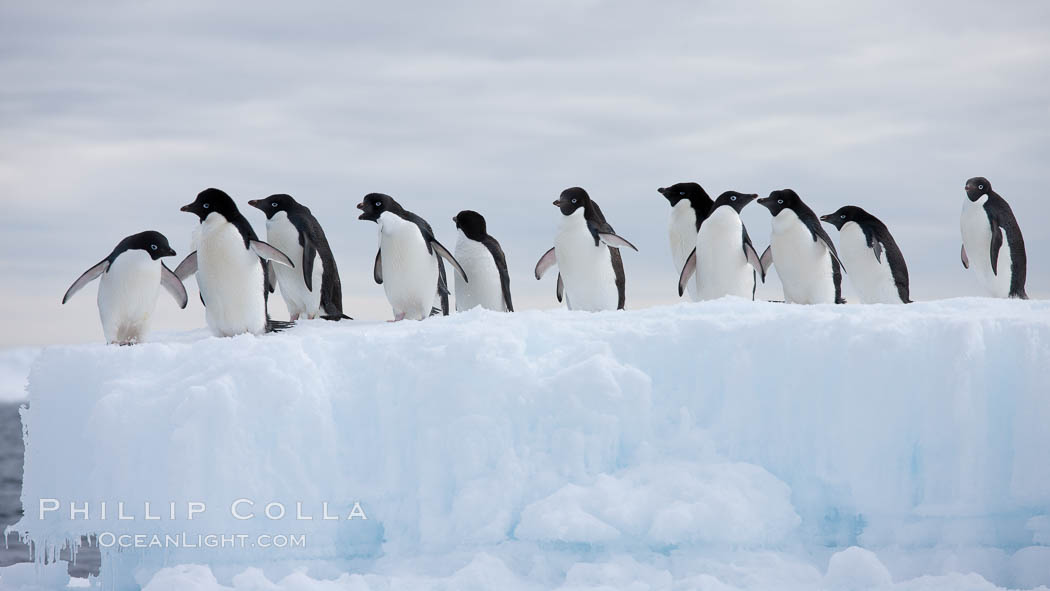 Adelie penguins, in a line, standing on an iceberg. Paulet Island, Antarctic Peninsula, Antarctica, Pygoscelis adeliae, natural history stock photograph, photo id 25057