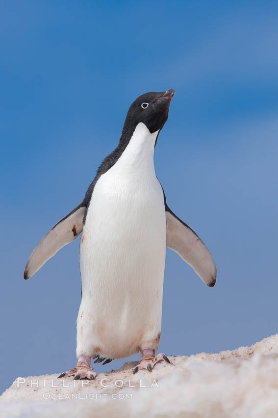 Adelie penguin. Paulet Island, Antarctic Peninsula, Antarctica, Pygoscelis adeliae, natural history stock photograph, photo id 25069