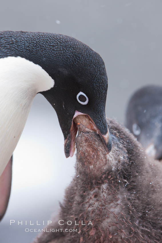 Adelie penguin, adult feeding chick by regurgitating partially digested food into the chick's mouth.  The pink food bolus, probably consisting of krill and marine invertebrates, can be seen being between the adult and chick's beaks. Shingle Cove, Coronation Island, South Orkney Islands, Southern Ocean, Pygoscelis adeliae, natural history stock photograph, photo id 25170