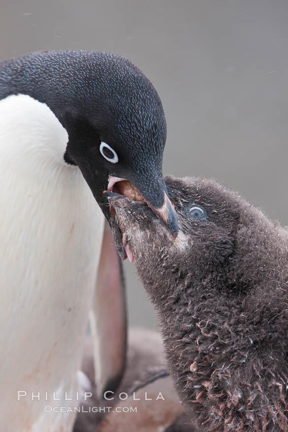 Adelie penguin, adult feeding chick by regurgitating partially digested food into the chick's mouth.  The pink food bolus, probably consisting of krill and marine invertebrates, can be seen being between the adult and chick's beaks. Shingle Cove, Coronation Island, South Orkney Islands, Southern Ocean, Pygoscelis adeliae, natural history stock photograph, photo id 25072