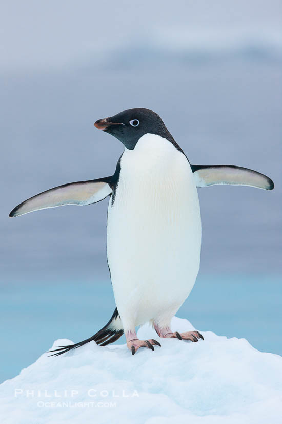 Adelie penguin on an iceberg, Pygoscelis adeliae, Brown Bluff