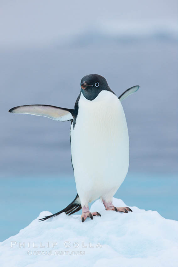 Adelie penguin on an iceberg. Brown Bluff, Antarctic Peninsula, Antarctica, Pygoscelis adeliae, natural history stock photograph, photo id 25094