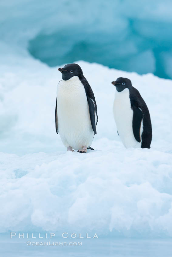 Adelie penguins on an iceberg. Brown Bluff, Antarctic Peninsula, Antarctica, Pygoscelis adeliae, natural history stock photograph, photo id 25098