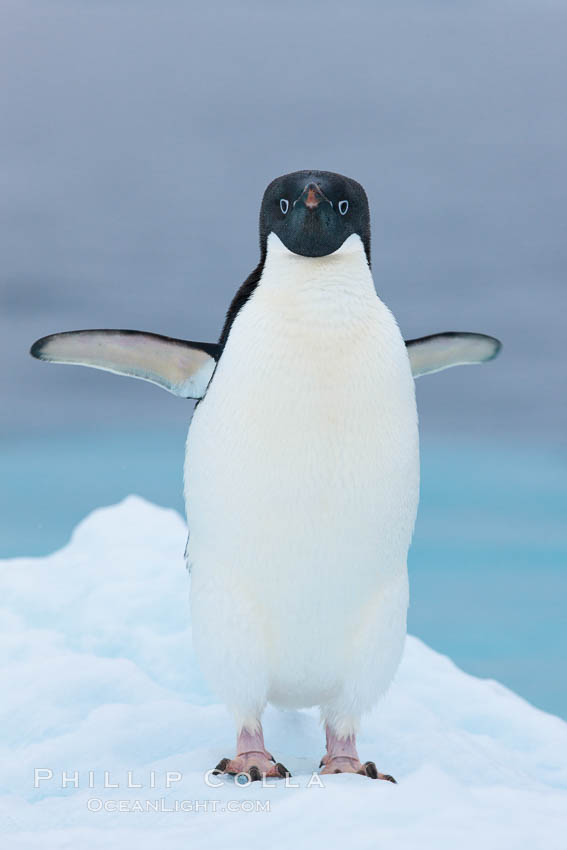 Adelie penguin on an iceberg. Brown Bluff, Antarctic Peninsula, Antarctica, Pygoscelis adeliae, natural history stock photograph, photo id 25092