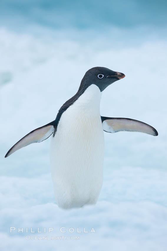 Adelie penguin on an iceberg. Brown Bluff, Antarctic Peninsula, Antarctica, Pygoscelis adeliae, natural history stock photograph, photo id 25096