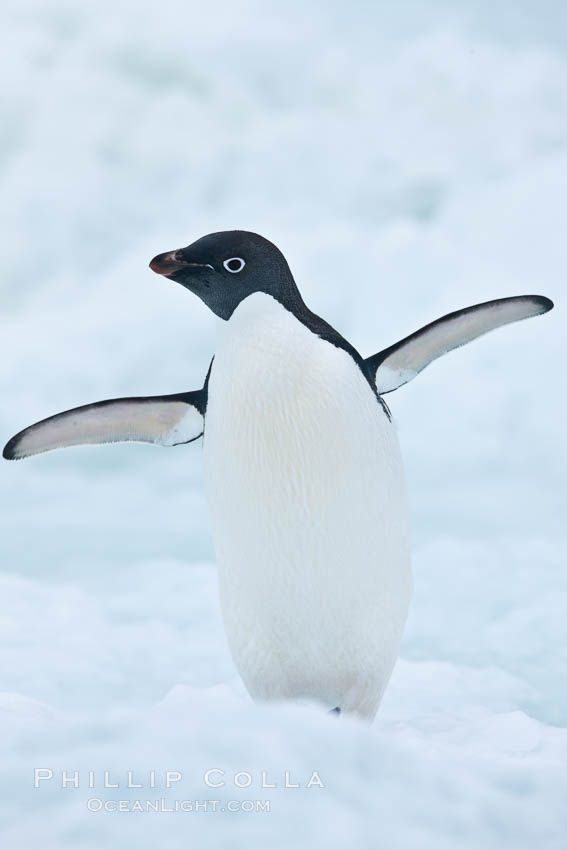 Adelie penguin on an iceberg. Brown Bluff, Antarctic Peninsula, Antarctica, Pygoscelis adeliae, natural history stock photograph, photo id 25095