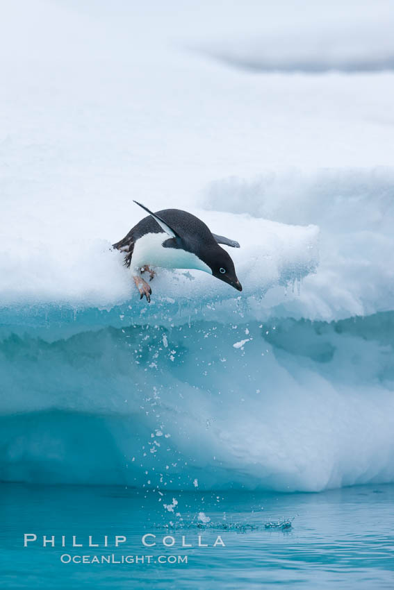 Adelie penguin leaping off an iceberg into the ocean. Brown Bluff, Antarctic Peninsula, Antarctica, Pygoscelis adeliae, natural history stock photograph, photo id 25099