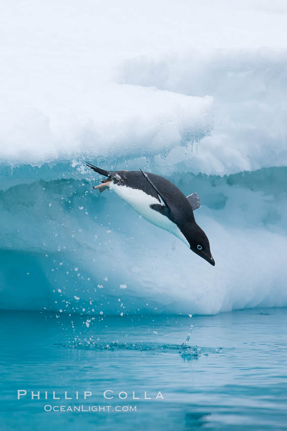 Adelie penguin leaping off an iceberg into the ocean. Brown Bluff, Antarctic Peninsula, Antarctica, Pygoscelis adeliae, natural history stock photograph, photo id 25037