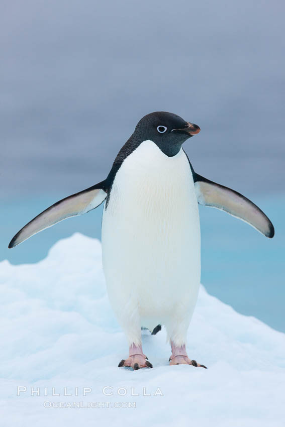 Adelie penguin on an iceberg. Brown Bluff, Antarctic Peninsula, Antarctica, Pygoscelis adeliae, natural history stock photograph, photo id 25093