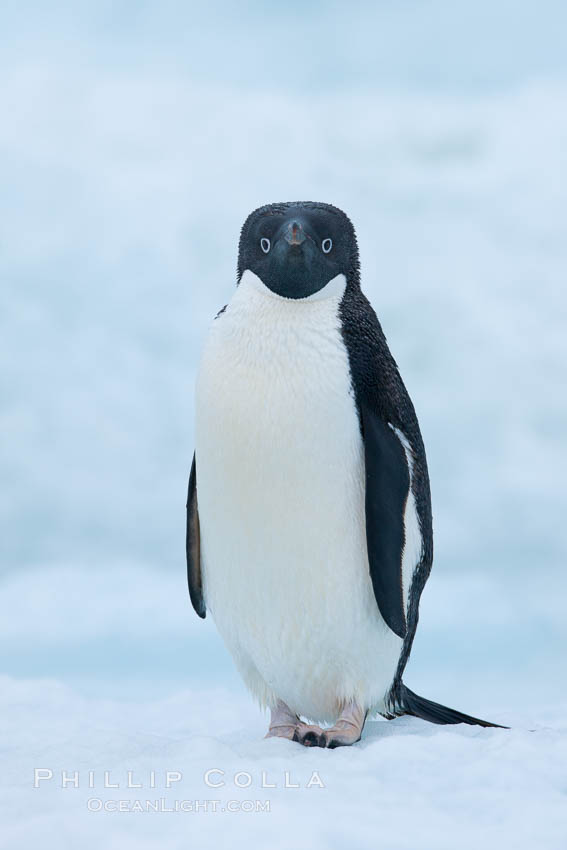 Adelie penguin on an iceberg. Brown Bluff, Antarctic Peninsula, Antarctica, Pygoscelis adeliae, natural history stock photograph, photo id 25097