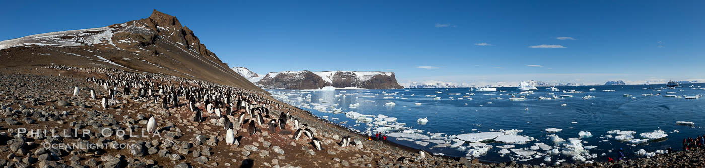 Adelie penguin colony, panoramic photograph., Pygoscelis adeliae, natural history stock photograph, photo id 26314