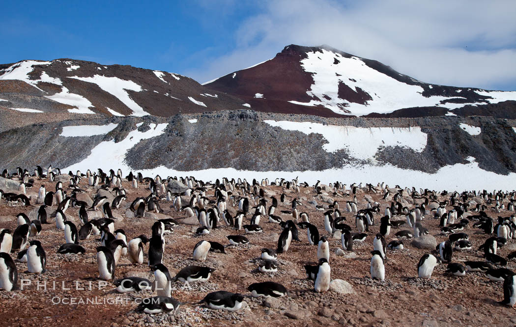 Adelie penguins, nesting, part of the enormous colony on Paulet Island, with the tall ramparts of the island and clouds seen in the background. Adelie penguins nest on open ground and assemble nests made of hundreds of small stones. Antarctic Peninsula, Antarctica, Pygoscelis adeliae, natural history stock photograph, photo id 26362